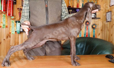 Щенок курцхаар